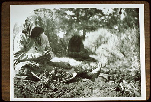 paiute-indians-harvesting-pine-nuts-ca-1912.jpg