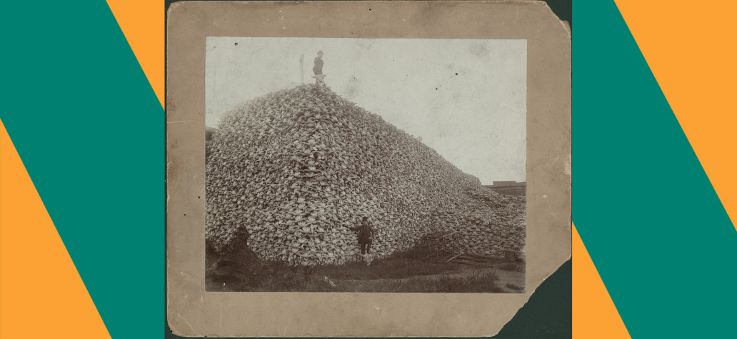Man stands on top of pile of buffalo skulls, 1892 new Rougeville, Michigan